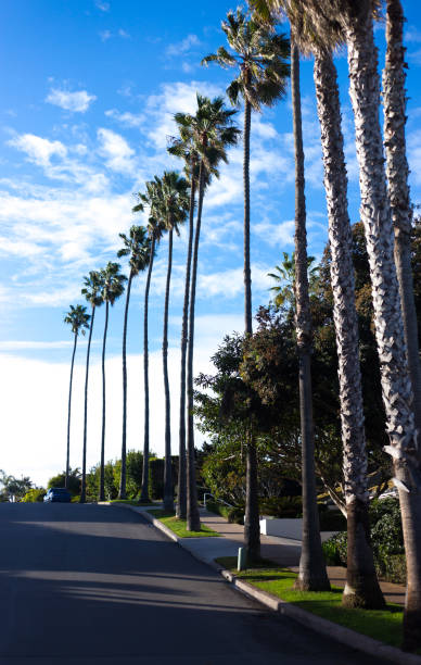 istock La Jolla, CA: Street Lined with Tall Palms 1364057873