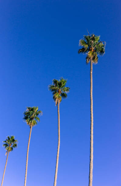 istock La Jolla, CA: Four Tall Palm Trees Blowing in Wind 1364057958