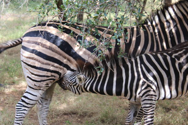Zebra foal drinking form mom stock photo
