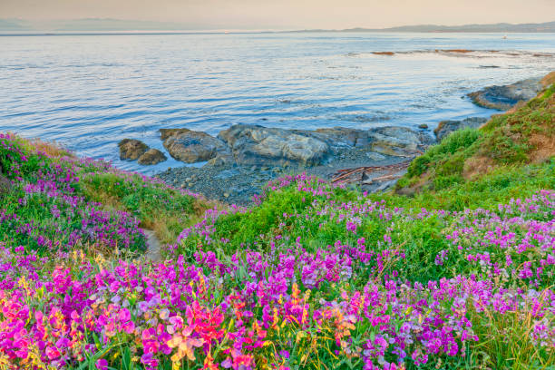 Sea cliffs with Sweet pea wildflowers and view of the Strait of Juan de Fuca along the coastline of Victoria,  British Columbia