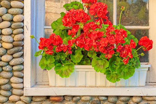Window box and flowers in a historic residential area of Victoria on Vancouver Island, British Columbia