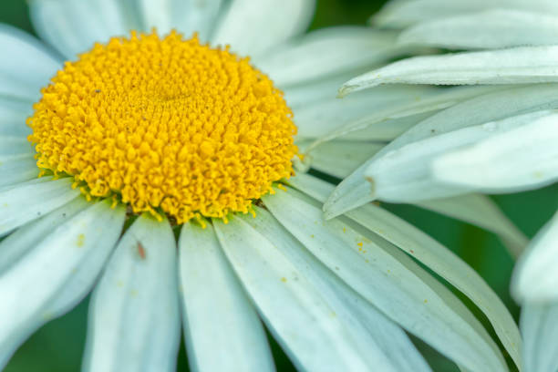 Flower garden in Victoria on Vancouver Island, British Columbia