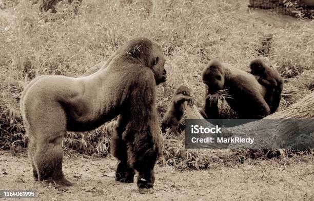Gorilla Family Stock Photo - Download Image Now - Gorilla, Agriculture, Animal