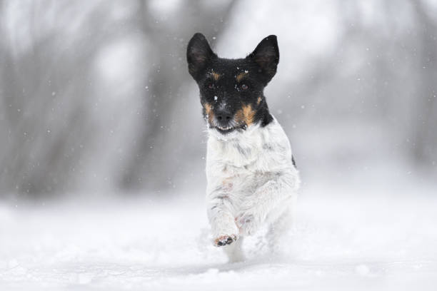 istock Jack Russell Terrier dog is racing fast over a snowy winter path 1364062749