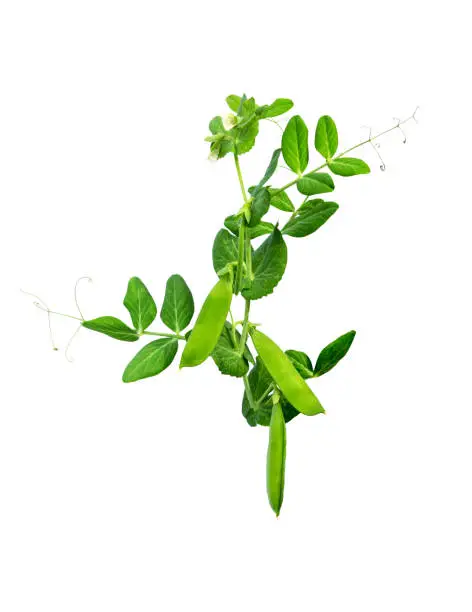 Fresh Green Pea in the Pod with flowers isolated on white background. Green Peas Pod.