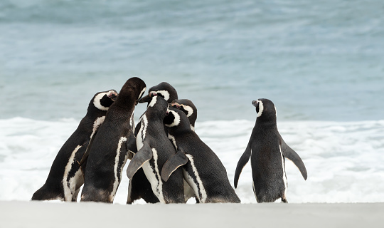 Group of Magellanic Penguins gathered on a sandy beach on a sunny summer day