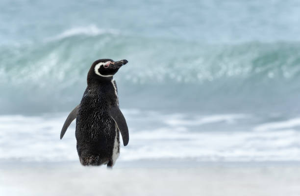 istock Magellanic penguin standing on a sandy beach against large waves 1364063955