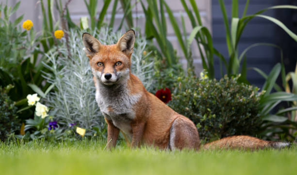 istock Close up of a red fox in a garden 1364064301