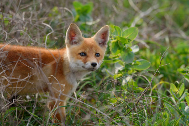 The fox cub is standing in the grass, side view. Vulpes vulpes close up.