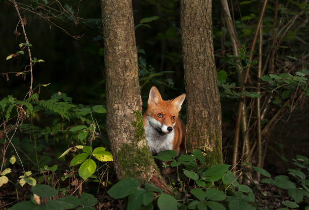 istock Close up of a curious red fox in the forest 1364064359