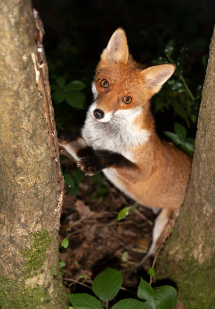 istock Curious red fox leaning against a tree in the forest 1364064375
