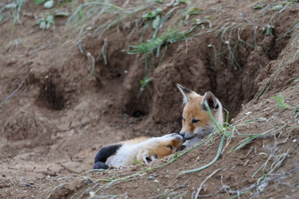 istock Two young red Fox near his hole. Vulpes vulpes close up 1364064417