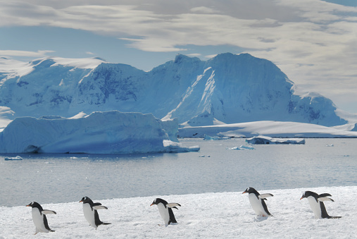 Gentoo Penguins (Pygoscelis papua) on Danko Island on the Antarctic Peninsula in Antarctica.