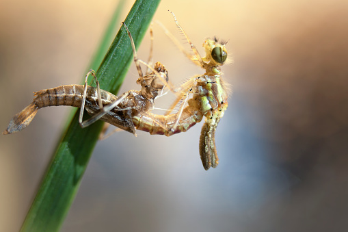 Close-up profile image of a large hungry gray and green praying mantis holding and eating a black and orange butterfly against a soft blurred gray background and de-focused yellow chrysanthemums. Copy space.