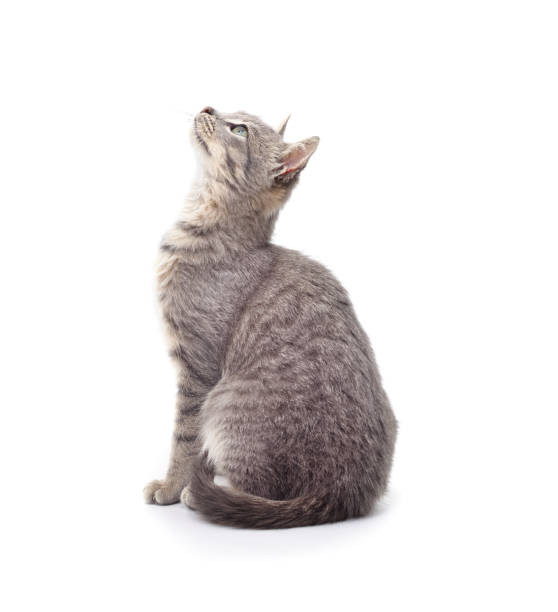 istock Gray little kitten is standing. 1364066580