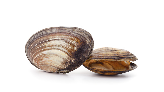 Two beautiful shells with mussels isolated white background.