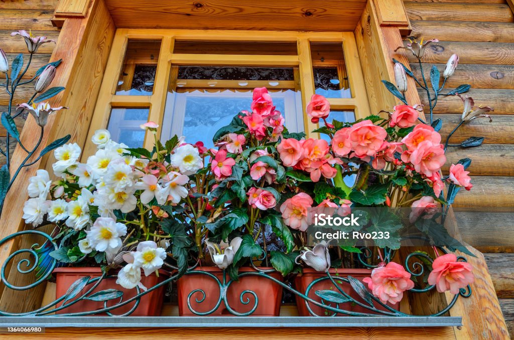 White and pink flowers of tuberous begonia (Begonia tuberhybrida) in containers on wooden window White and pink flowers of tuberous begonia (Begonia tuberhybrida) in containers close up. Ornamental double-flowered  begonias on the wooden window outdoor. Floriculture or gardening concept Begonia Stock Photo