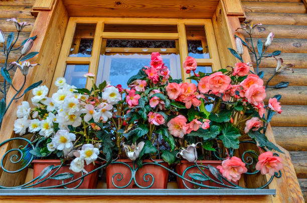 White and pink flowers of tuberous begonia (Begonia tuberhybrida) in containers on wooden window White and pink flowers of tuberous begonia (Begonia tuberhybrida) in containers close up. Ornamental double-flowered  begonias on the wooden window outdoor. Floriculture or gardening concept begonia photos stock pictures, royalty-free photos & images