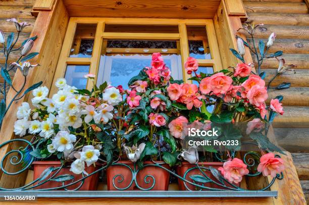 White And Pink Flowers Of Tuberous Begonia In Containers On Wooden Window Stock Photo - Download Image Now