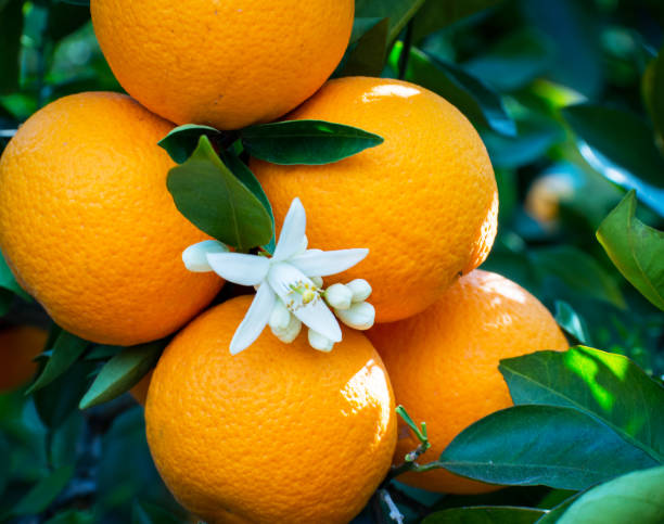 istock Valencian orange and orange blossoms. Spain. Spring harvest 1364067910