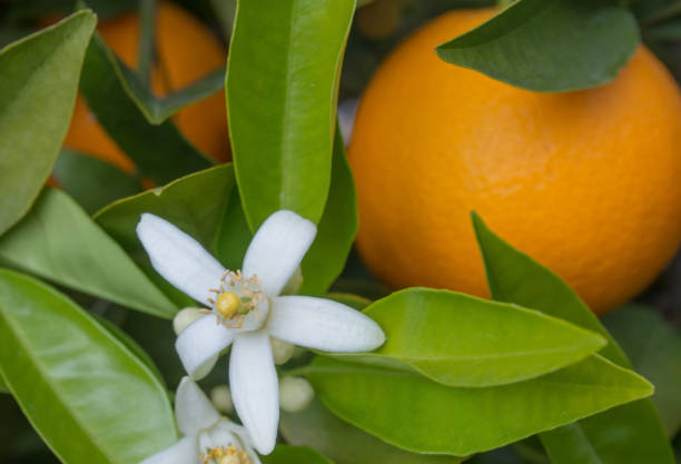istock Valencian orange and orange blossoms. Spain. Spring harvest 1364067913