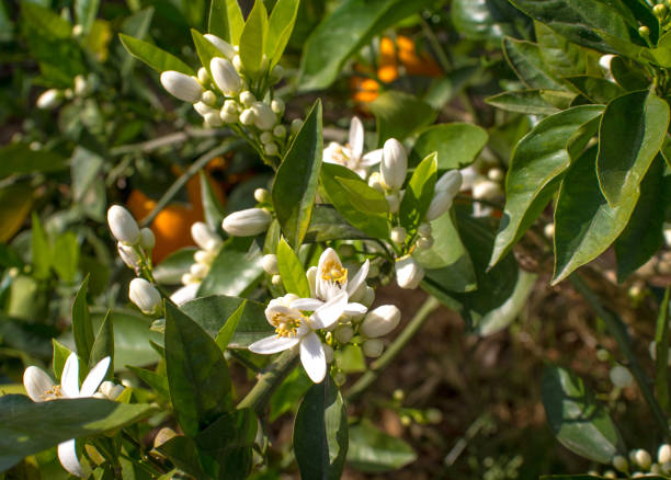 istock Valencian orange and orange blossoms. Spain. Spring harvest 1364068170