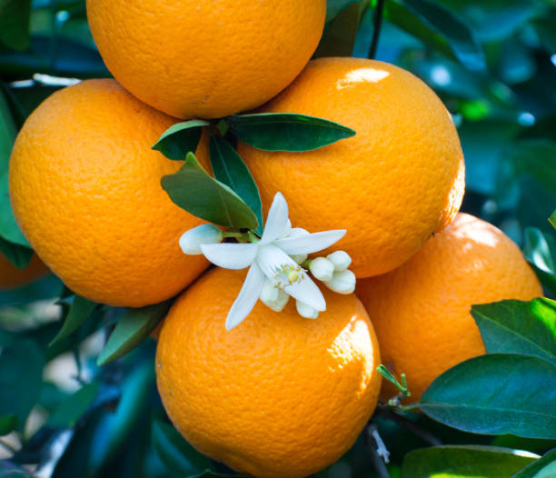 istock Valencian orange and orange blossoms. Spain. Spring harvest 1364068421
