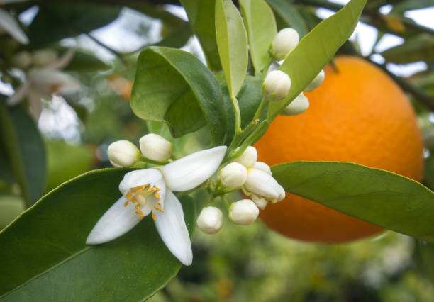 istock Valencian orange and orange blossoms. Spain. Spring harvest 1364068661