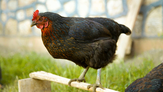 Black chicken is standing where it fed