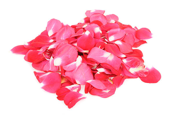 istock Pile of Red Rose Petals 136406900