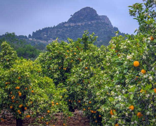 istock Valencian orange and orange blossoms. Spain. Spring harvest 1364071258