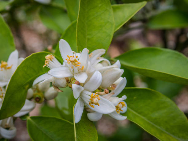 istock Valencian orange and orange blossoms. Spain. Spring harvest 1364071262