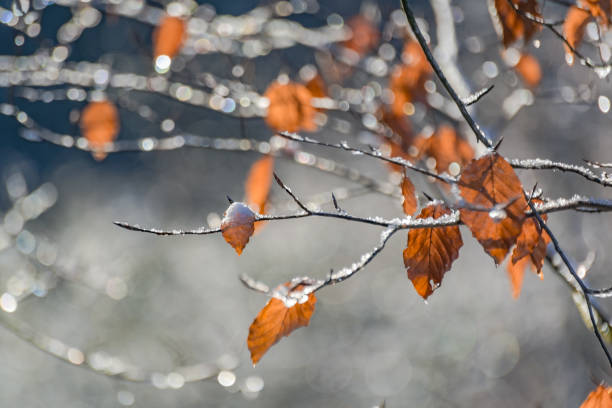 Ice on the branches of a tree on a sunny winter day