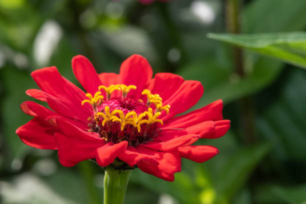 istock Common zinnia (zinnia elegans) flower 1364071760
