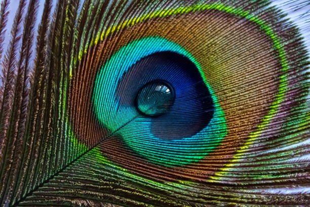 istock Peacock feather with water drop at center 1364072441