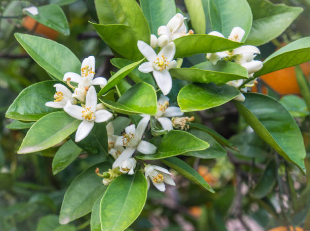 istock Valencian orange and orange blossoms. Spain. Spring harvest 1364072542