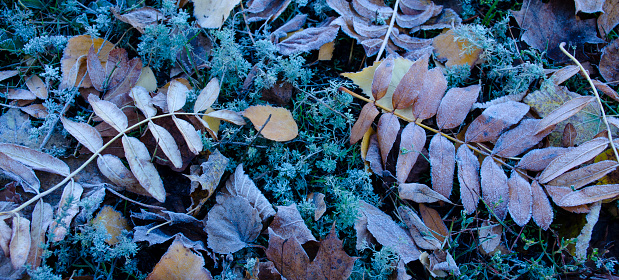 Frozen grass and leaves. Frost, frost on the grass and ground. Background with the first autumn frosts. Frosty cold background of the beginning of winter