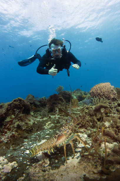 scuba diver in the caribbean sea enjoying the coral reef of cozumel stock photo