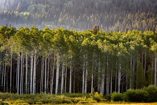 Rows of Aspen Trees in the Forest at Day During the Summer