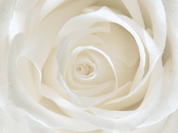 istock macro photography of a white rose bud 1364072946