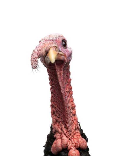 istock portrait turkey isolated on white background 1364072950