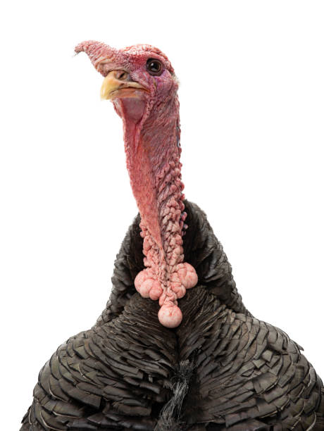 istock portrait turkey isolated on white background 1364072952