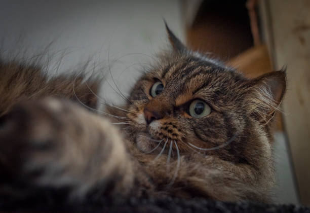 istock Tabby brown gray cat with long ears and green eyes 1364073097