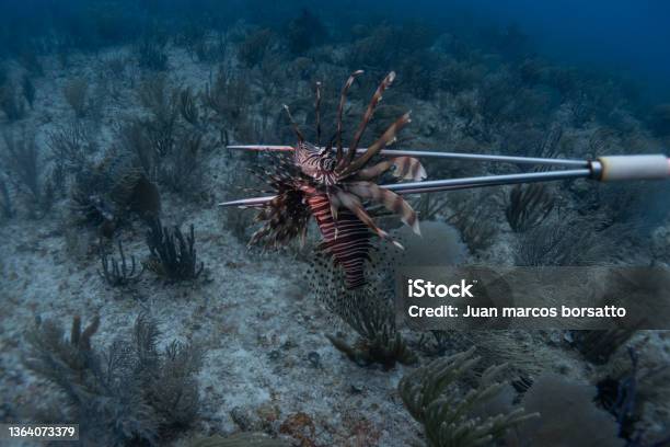 Hunting Invasive Species With A Spear In The Caribbean Sea Stock Photo - Download Image Now