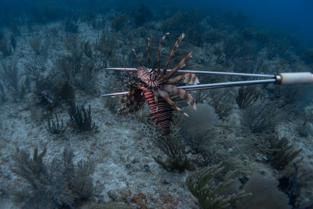 caçando espécies invasoras com uma lança no mar do caribe - lionfish - fotografias e filmes do acervo