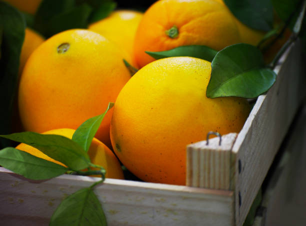 istock Valencian orange and orange blossoms. Spain. Spring harvest 1364074097