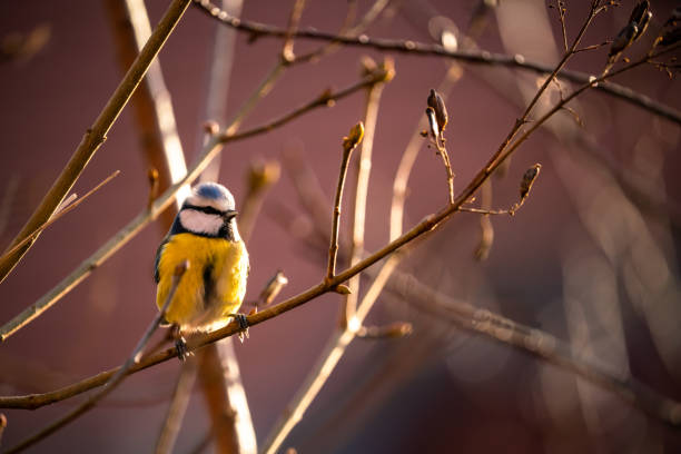 istock Cyanistes caeruleus, Blue tit sits in a bush 1364074999