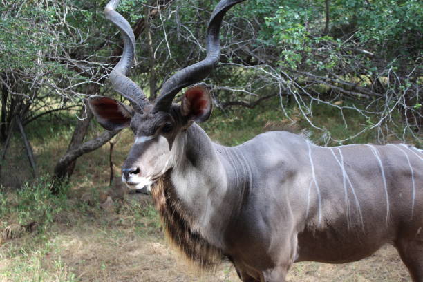 Male Kudu  visit stock photo
