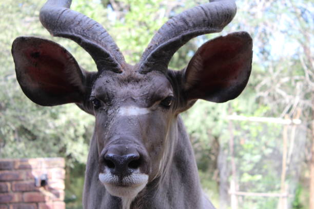 Proud Kudu stock photo