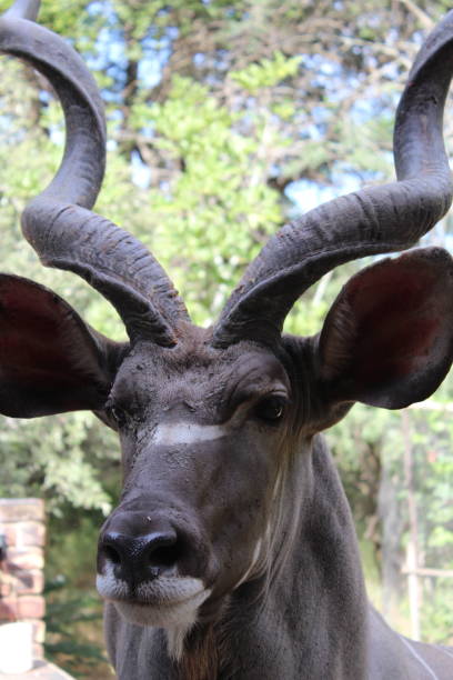 Kudu displaying horns stock photo